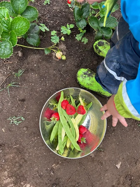 Colleita da horta: fresas e feixóns